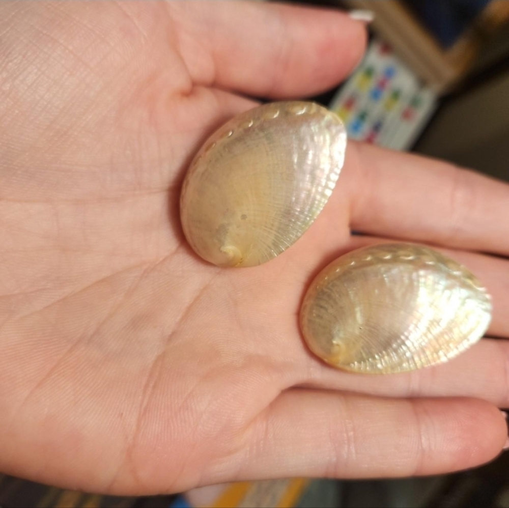 Iridescent Shell Earrings